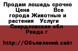 Продам лошадь срочно › Цена ­ 30 000 - Все города Животные и растения » Услуги   . Свердловская обл.,Ревда г.